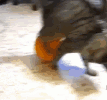 Get This Thing Off Of Me! GIF - Cat Ballon Static GIFs
