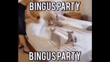 Bingus Party GIF - Bingus Party GIFs