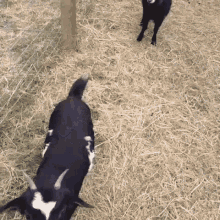 Funny Animals Goats GIF - Funny Animals Goats GIFs