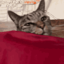 Wilfred Wilfred Cat GIF - Wilfred Wilfred Cat Wilfred Cat Pillow GIFs