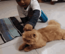 Cuddle With Cat Cat Shabah GIF - Cuddle With Cat Cat Shabah Annoyed GIFs