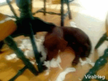 puppy mess tearing apart kleenex viralhog