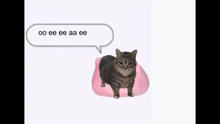 a cat is standing on a pink pillow with a speech bubble above it that says oee ee aa