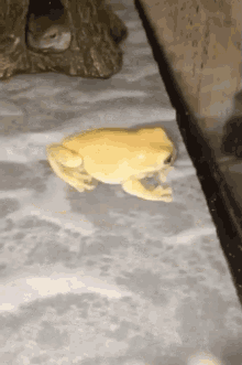 Screaming Frog GIF - Screaming Frog GIFs