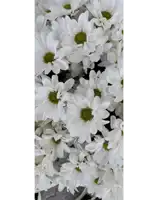 a bunch of white daisies with green centers on a white background