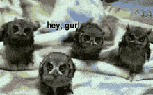 Gurl Owls GIF - Gurl Owls Hey Gurl GIFs