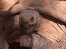 Wow Turtle GIF - Wow Turtle Surprised GIFs