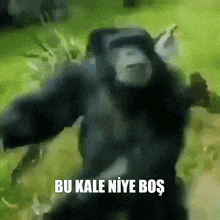 a picture of a gorilla with the words bu kale niye bos written on the bottom