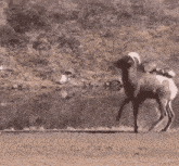 a black and white photo of a goat jumping into a body of water