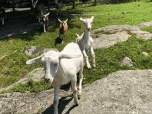 goats goatherd running goats stampede goatsmilk