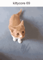 a picture of an orange and white kitten with the words kittycore 69 above it