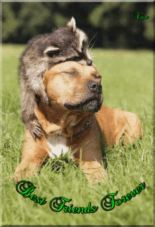 Barátok Raccoon GIF - Barátok Raccoon Dog GIFs
