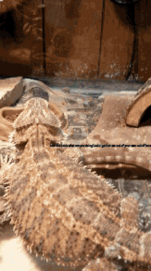 I Want Out Of Here Dude Bearded Dragon GIF - I Want Out Of Here Dude Bearded Dragon Lizard GIFs