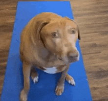 a dog is sitting on a blue yoga mat looking up at the camera .