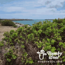 bumby wool yoshioka sturgeon bush