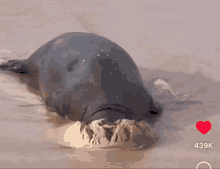 Seal Hiding GIF - Seal Hiding Lazy GIFs