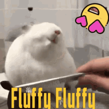 Fluffy Chinchilla GIF - Fluffy Chinchilla Satisfied GIFs