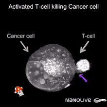 Usmle T Cell GIF - Usmle T Cell Cancer GIFs