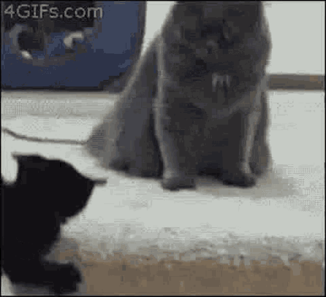 Shooting-cat GIFs - Get the best GIF on GIPHY