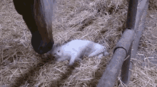 Mom! Stop! GIF - Cat Horse Lick GIFs