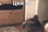 a cat is laying on the floor in front of a cabinet with the words " chei bo " above it