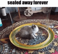 Cat Cat Bubble GIF - Cat Cat Bubble Sealed Away Forever GIFs