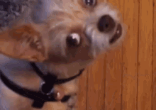 a close up of a dog 's face with a black collar looking up at the camera .