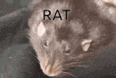 rat meme spinning rat