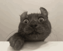 Meevin Cat GIF - Meevin Cat GIFs