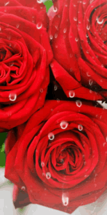 Love Rose57 Roserred57 GIF