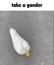 Take A Gander GIF - Take A Gander GIFs