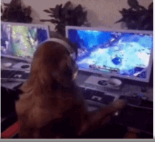 Gamer Dog GIF - Gamer Dog Golden GIFs