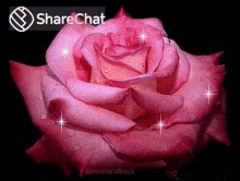 चमचमातेतारे गुलाब GIF - चमचमातेतारे गुलाब फूल GIFs