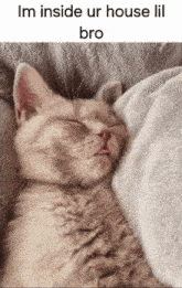 Eeping Sleeping GIF - Eeping Sleeping Yourhouse GIFs