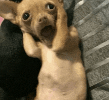 a chihuahua dog is laying on its back with its mouth open and looking at the camera .