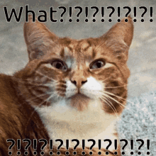 What Cat GIF - What Cat Confused GIFs