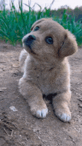 a puppy with blue eyes is laying on the ground