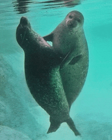 two seals are dancing in the water while looking at the camera