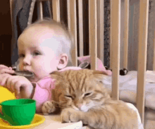 Cat Baby GIF - Cat Baby Cat Meme GIFs