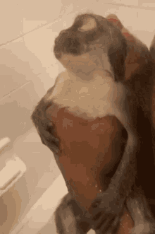 Macaco Banho GIF - Macaco Banho Penteado GIFs