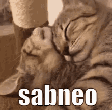 Sabneo Cats GIF - Sabneo Cats Two Cats GIFs
