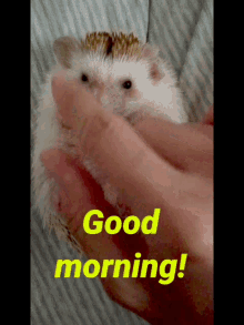 Hedgehog Hedgehog Cute GIF - Hedgehog Hedgehog Cute Cute GIFs