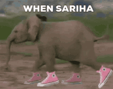 Sariha Elephant GIF - Sariha Elephant GIFs