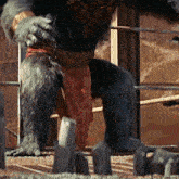 Planet Of The Apes Proximus Caesar GIF - Planet Of The Apes Proximus Caesar GIFs