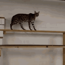 Serval Meowing GIF - Serval Meowing Pleading GIFs