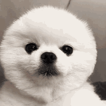Cutest Cutie GIF - Cutest Cutie Puppy GIFs