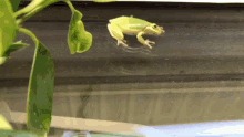 Frog Green Frog GIF