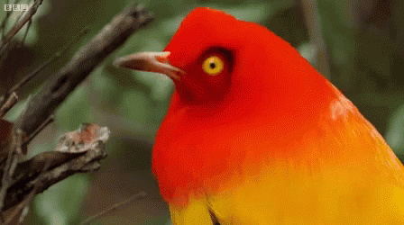 bird shocked gif