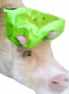 head turn this is happening wearing a shower cap pig cute