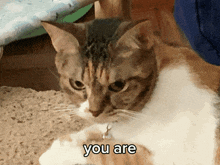 You Are A Silly Goober Star Cat GIF - You Are A Silly Goober Star Cat Cats GIFs
